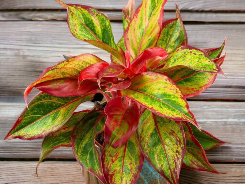 Zielone Korzyści: Jak Rośliny Doniczkowe Wzbogacają Nasze Domy